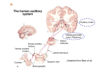The Auditory System - Neurobiology of Hearing