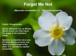 Forget Me Not