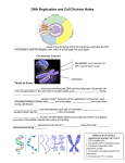 DNA Replication and Cell Division Notes