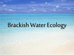 Brackish Water Ecology