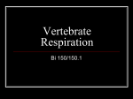 Vertebrate Respiration