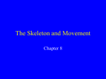 The Skeleton and Movement