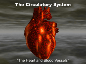 The Circulatory System