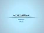 Cattle Digestion - CHS Science Department Mrs. Davis