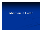 Abortion in Cattle