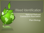 Weed Identification - National Railroad Contractors Association