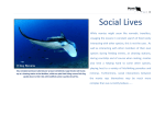 Social Lives - Manta Trust