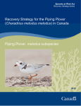 Piping Plover (Charadrius melodus melodus)