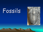 Fossils - hs science @ cchs