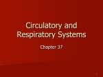 11 Circulatory and Respiratory Systems
