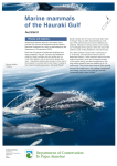 Marine mammals of the Hauraki Gulf