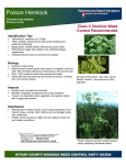 Poison Hemlock - WSU Extension