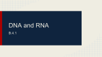 DNA and RNA