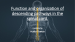Function and organization of descending pathways in the spinal cord.