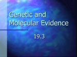 Genetic and Molecular Evidence - ahs-honorsbio2009-1