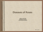 Diseases of Roses - Pacific Northwest District