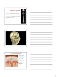 Nervous system Cranial meninges