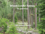 Mixed Conifer Forests