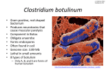 Clostridium botulinum