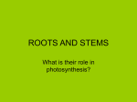 ROOTS AND STEMS