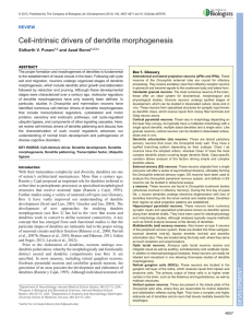 Cell-intrinsic drivers of dendrite morphogenesis