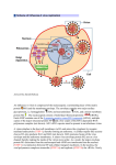 Scheme of Influenza A virus replication
