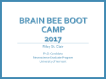 brainbeebootcamp 2017
