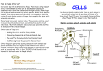 Fungal Cells 03