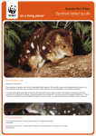 Spotted-tailed quolls - WWF