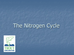 The Nitrogen Cycle