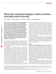 Whole-brain functional imaging at cellular resolution using light