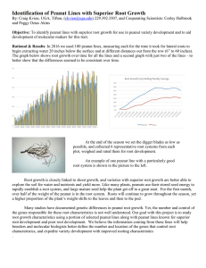 Identification of Peanut Lines with Superior Root Growth