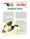 Dabbling Ducks - University of Maryland Extension