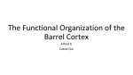The Functional Organization of the Barrel Cortex