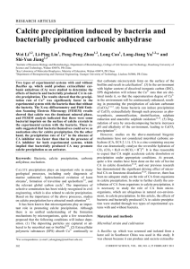Calcite precipitation induced by bacteria and bacterially produced