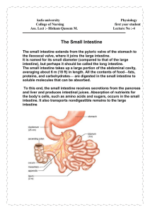 The Small Intestine