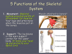 Skeletal System Powerpoint