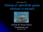 Meiotic markers of gonad development in zebrafish