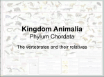 Kingdom Animalia Phylum Chordata