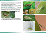 Order: NeurOptera – Brown and green lacewings