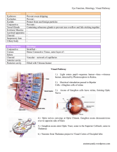 Eye Structure - WordPress.com