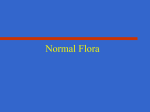 Normal Flora