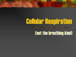 Cellular Respiration