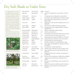 Dry Soil: Shade or Under Trees