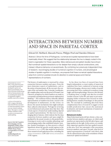 interactions between number and space in parietal cortex