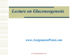 Gluconeogenesis - Assignment Point