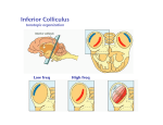 Inferior Colliculus - Center for Neural Science