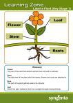 Label a Plant (Key Stage 1)