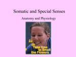 Somatic and Special Senses