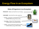 Roles of Organisms in an Ecosystem PRODUCER